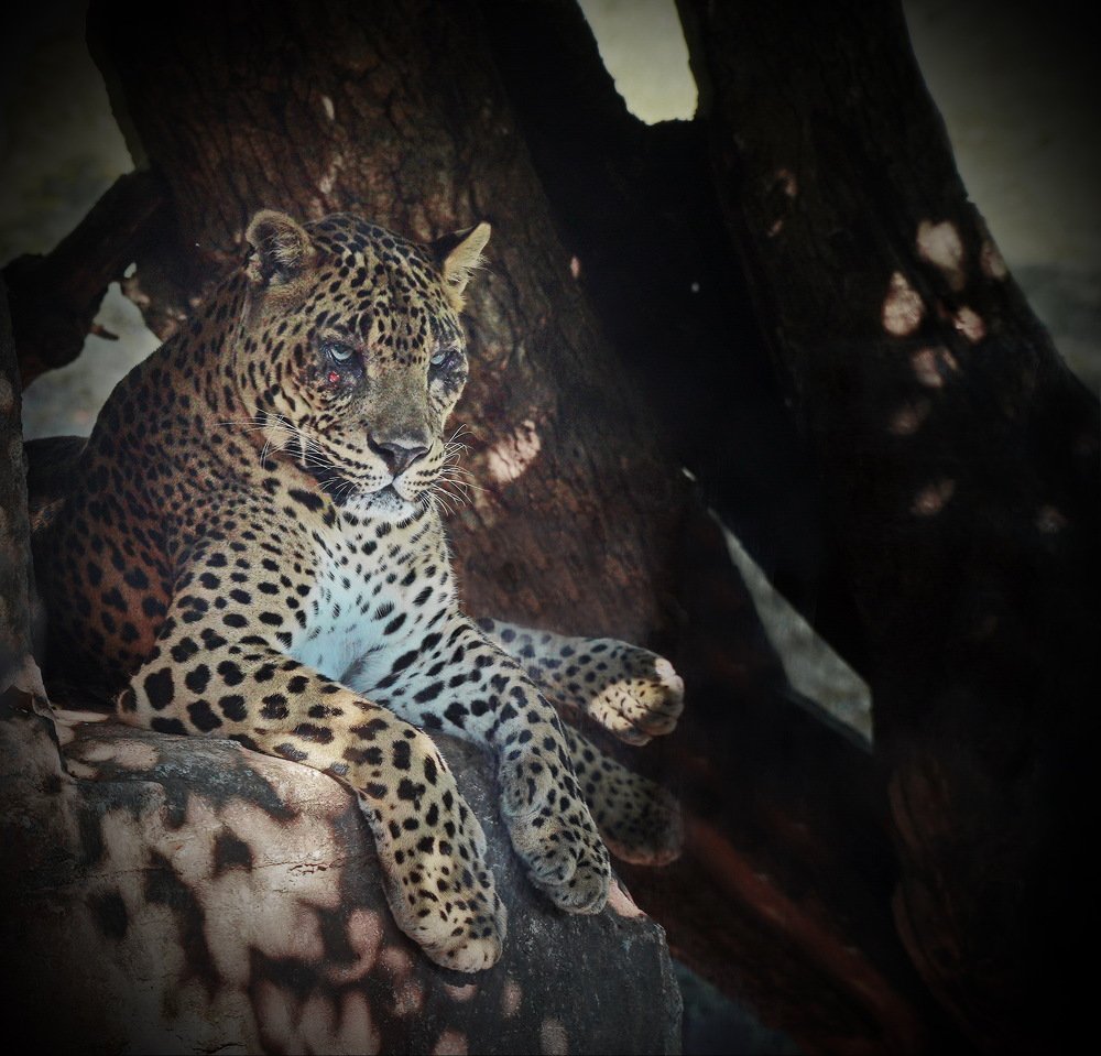 Ночной охотник.