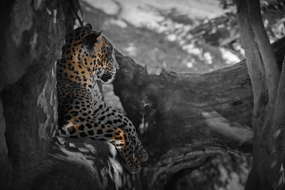 Фотография автора Анатолий Дауров