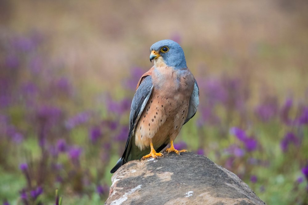 Lesser kestrel