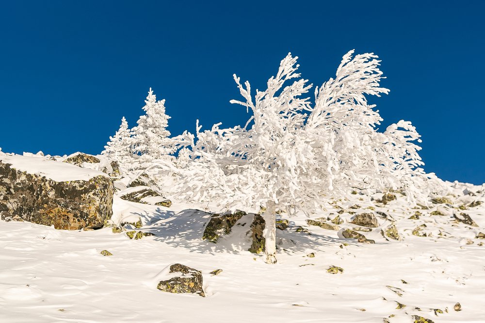 Снежное дерево