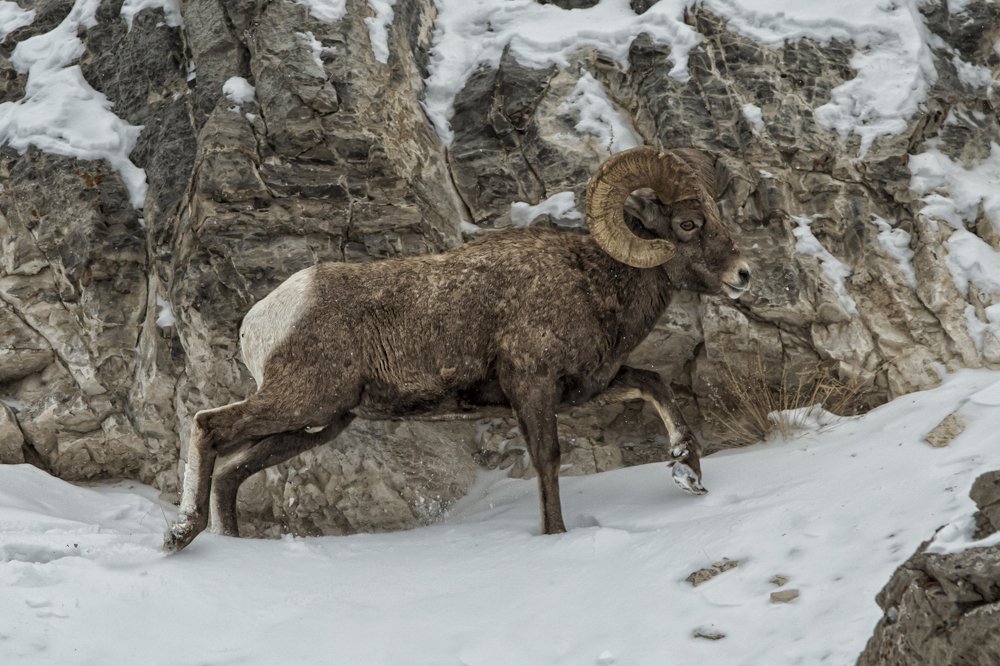 Bighorn by the Rocks