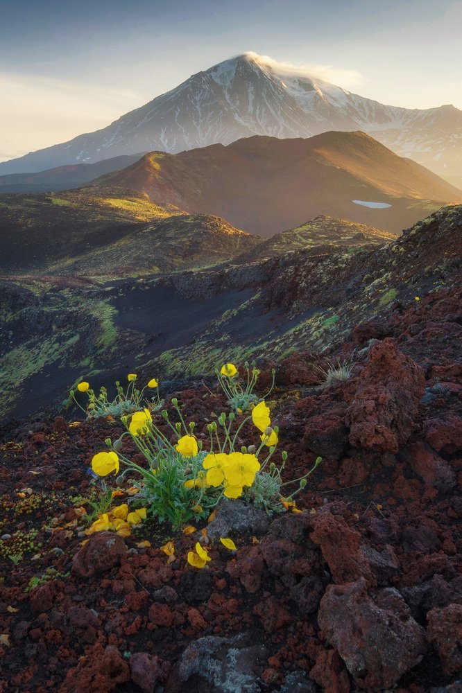 маки на шлаке