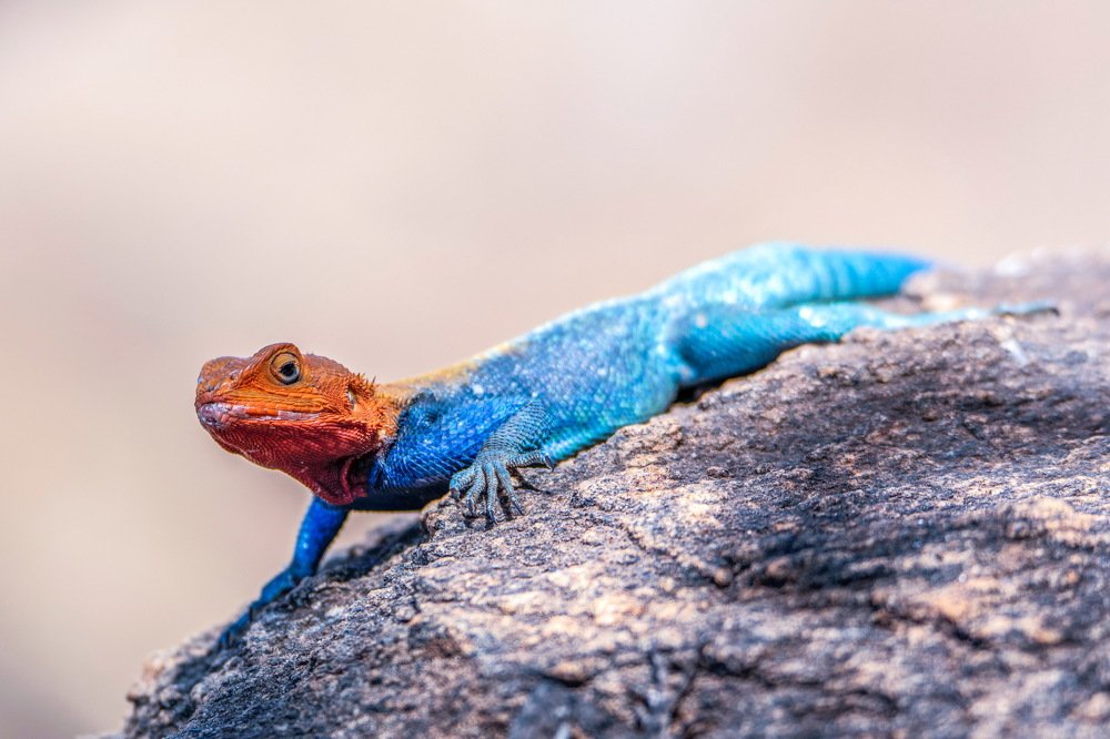 Photograph by Giulia Angelica Vicenzino