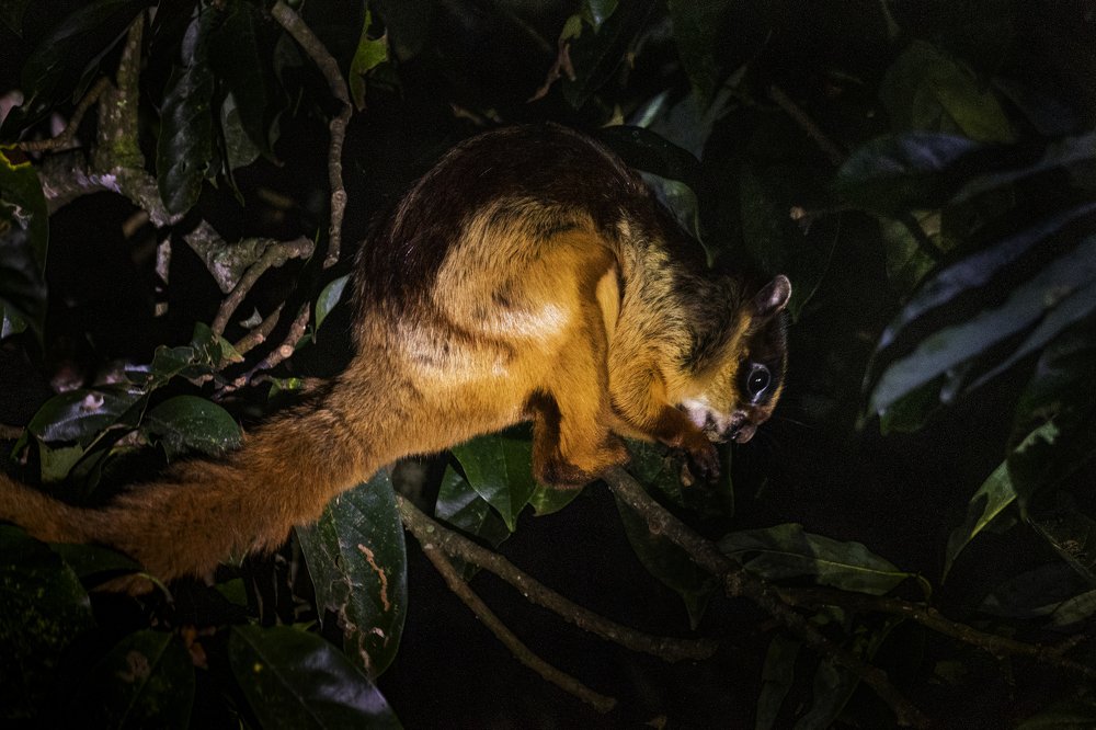 Фотография автора Mukul Mukherjee