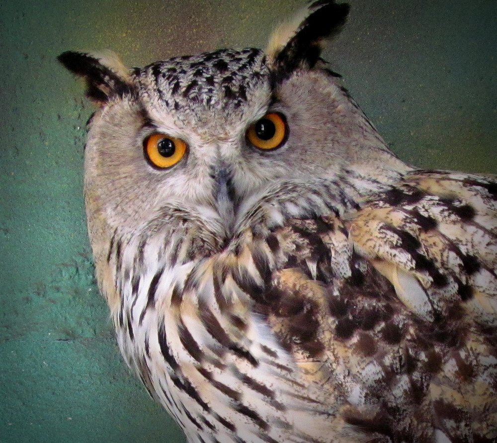 Photograph by Eлена Смирнова