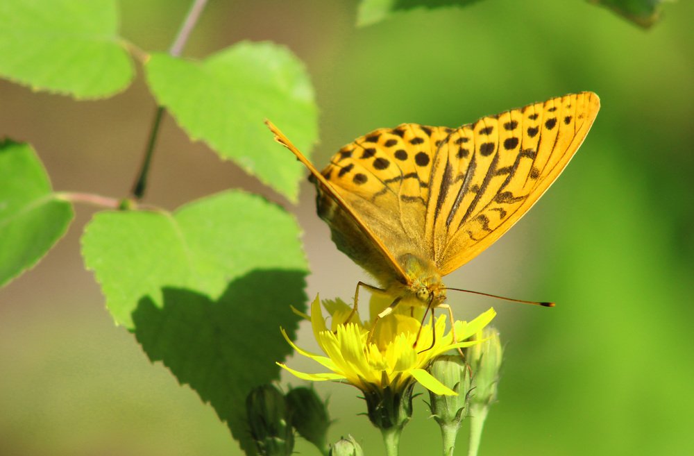 Перламутровка