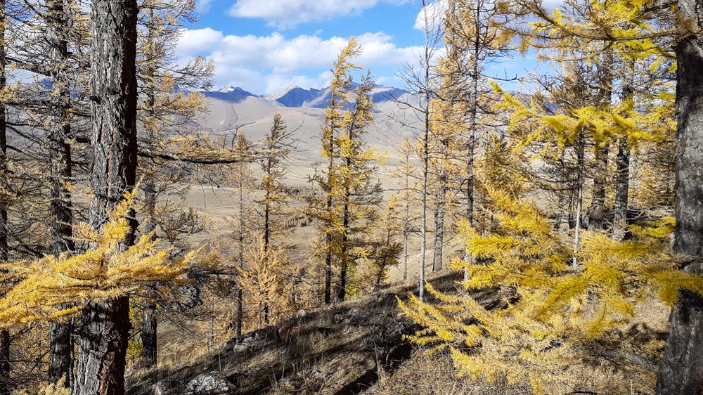 Autumn Larch in the mountains