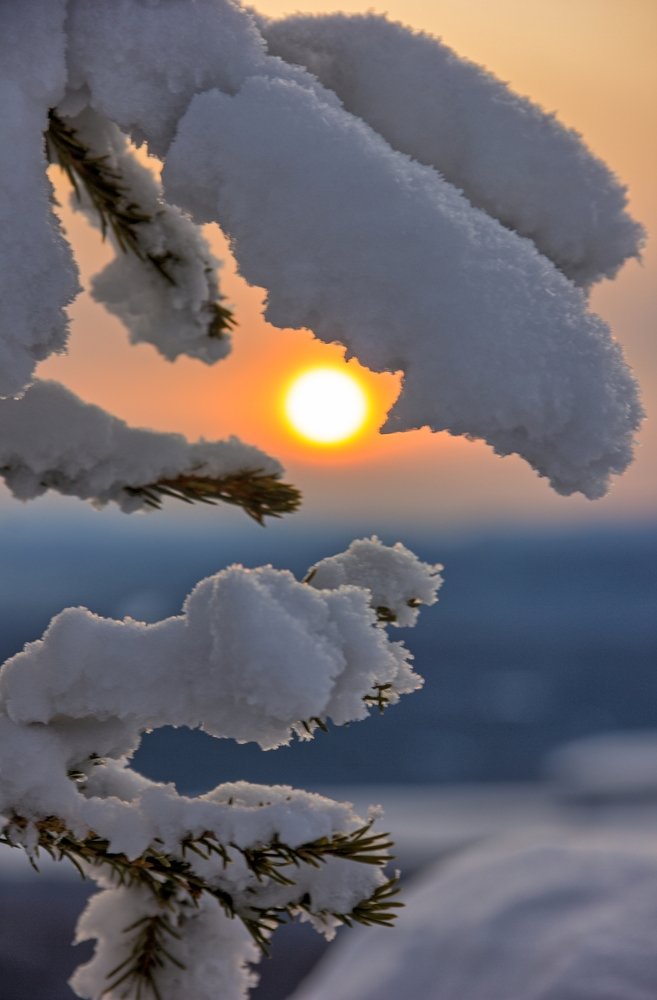 Солнце в лапах