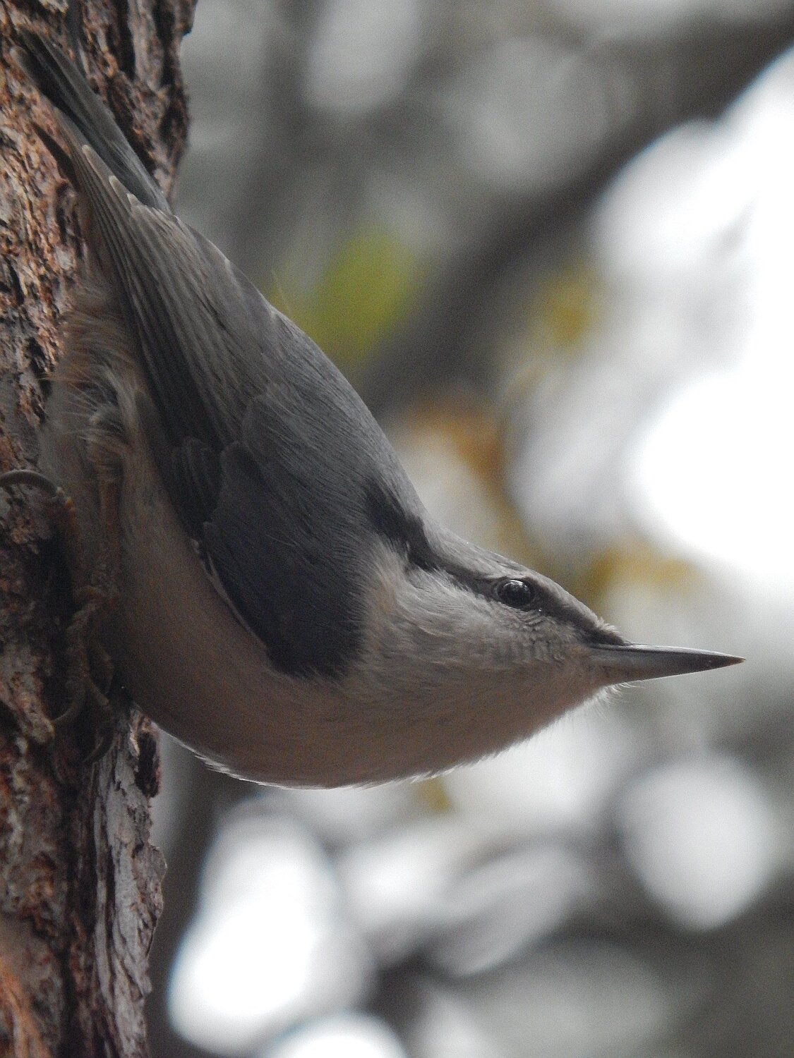 Photo #5540352