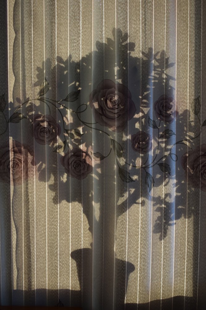 денежное дерево