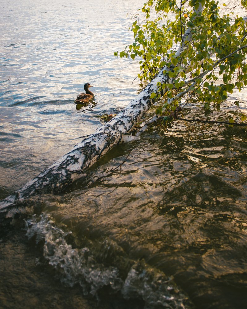 Photograph by Никита Курбатов