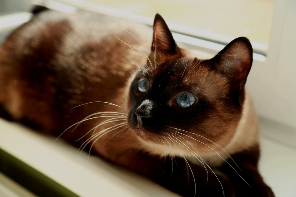 Кот Гаврюша