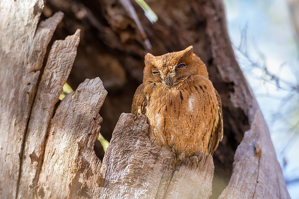 Photograph by Сергей Савви