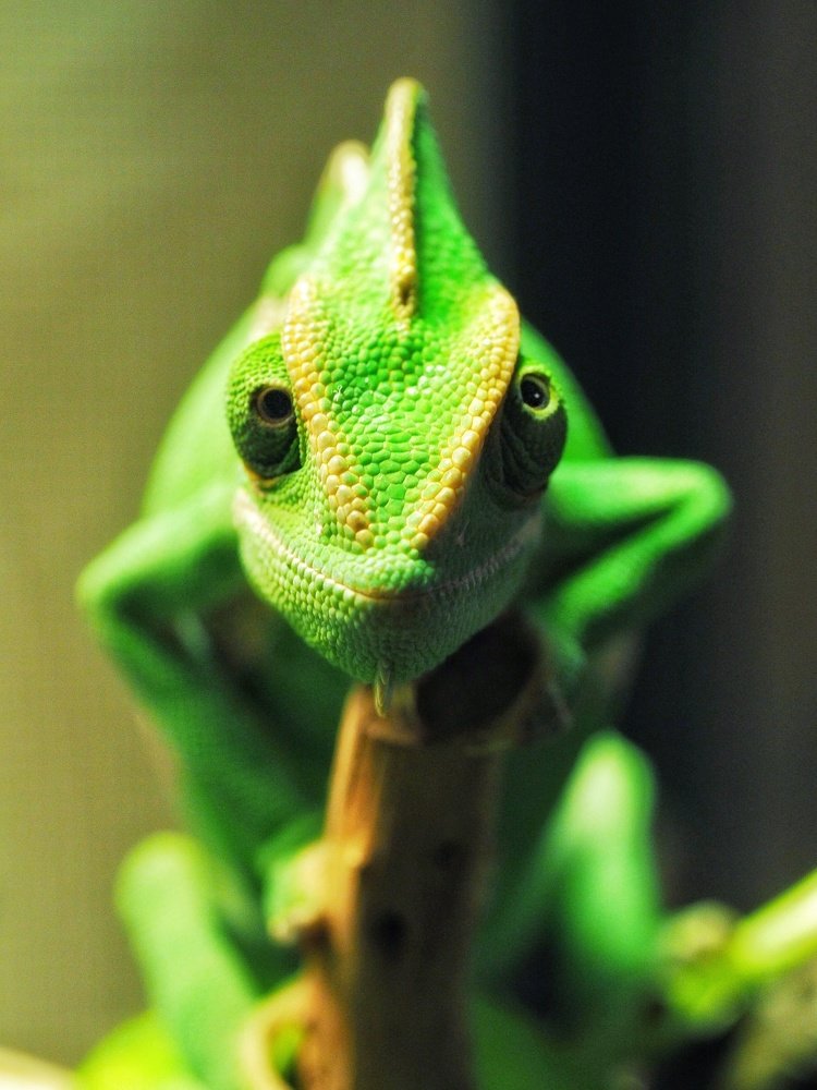 Photograph by Ольга Линк