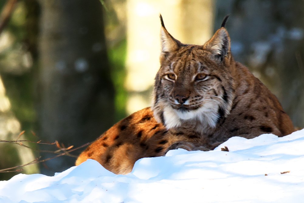 Photograph by Bojan Senet