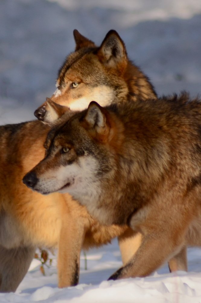 Photograph by Bojan Senet