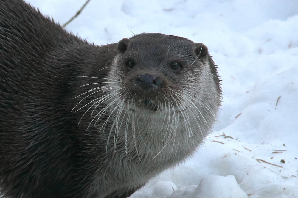 Photograph by Bojan Senet