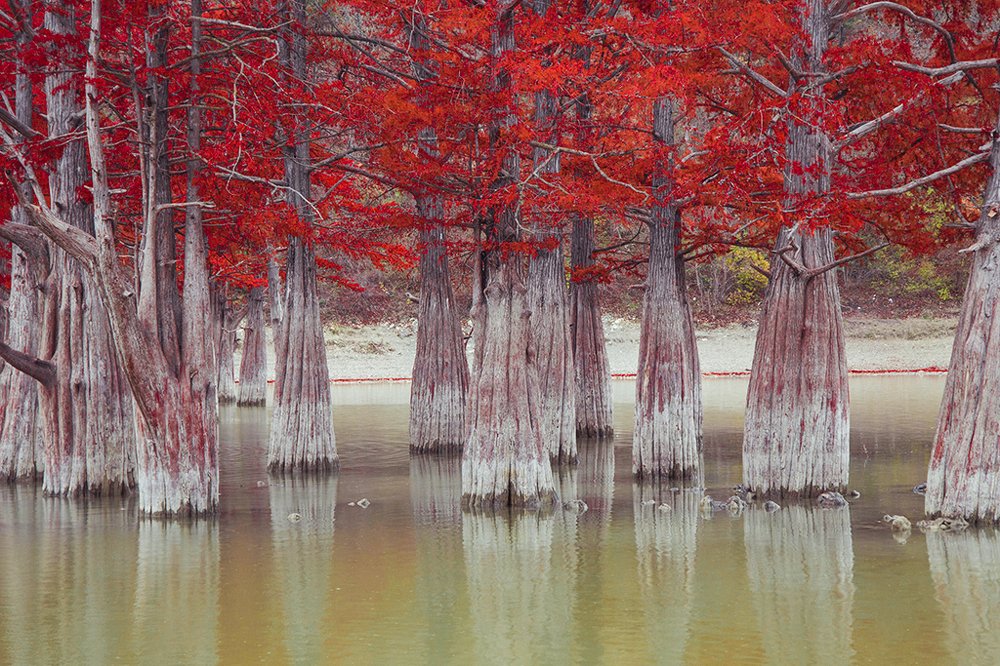 Кипарисовое озеро Сукко