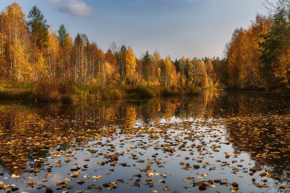 Листопад на тихой речке