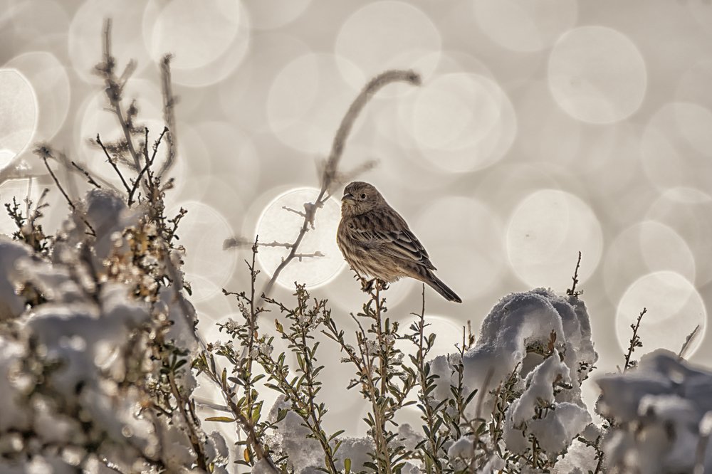 Bird in the Bokeh