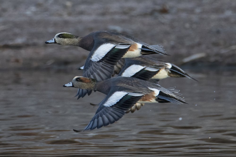 American wigeons in flight