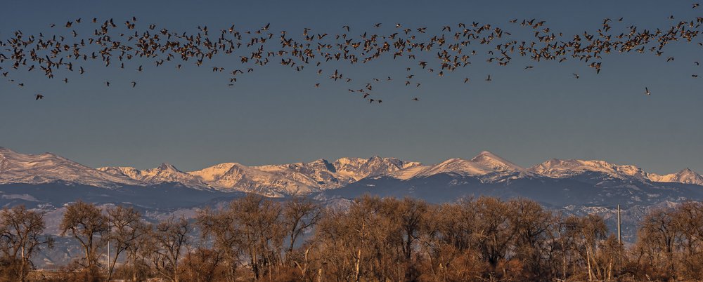 Flocking the Front Range