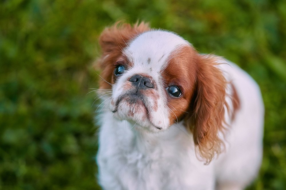 Photograph by Оксана Сироштан