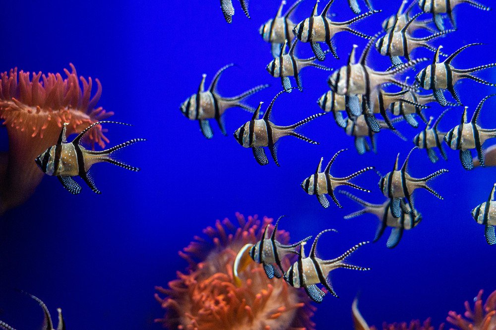 Photograph by Yuliia Pashentseva