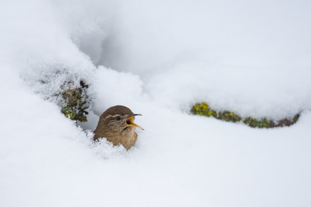 Photograph by Gatis Vilbrants