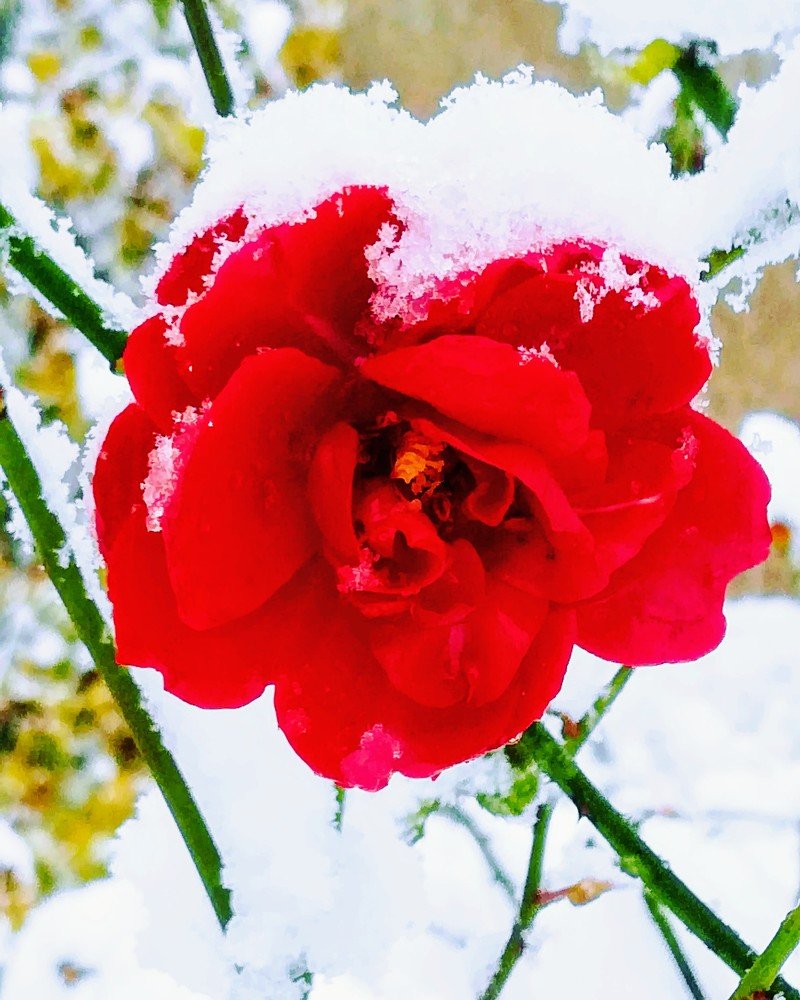 Pure embrace of the snow