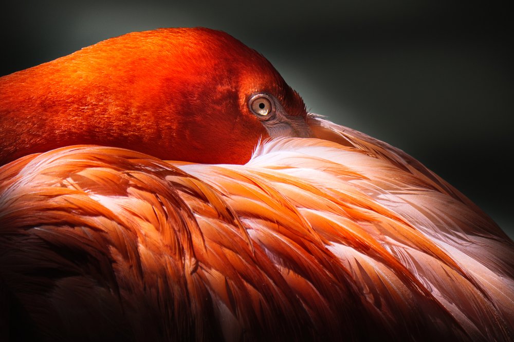 Photograph by Mac So