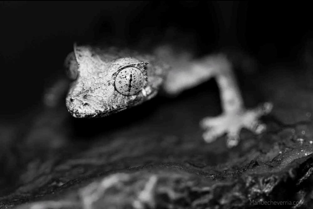 Gecko Uroplatus