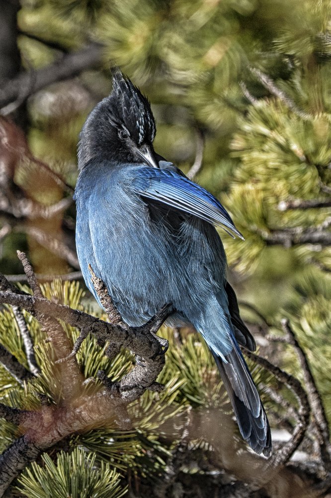 Stellar's jay