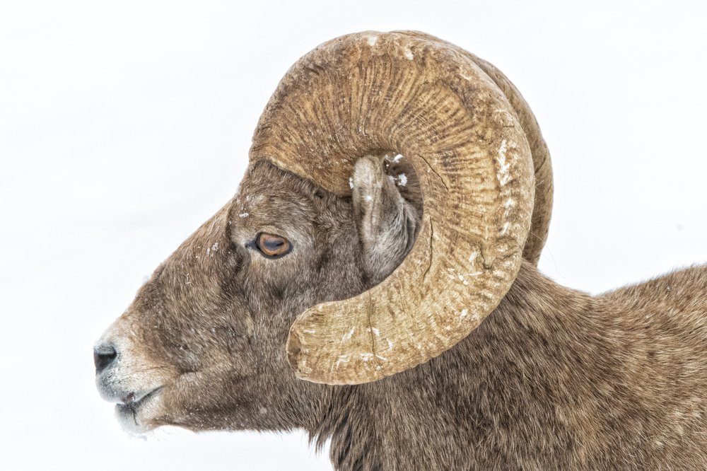 Bighorn sheep