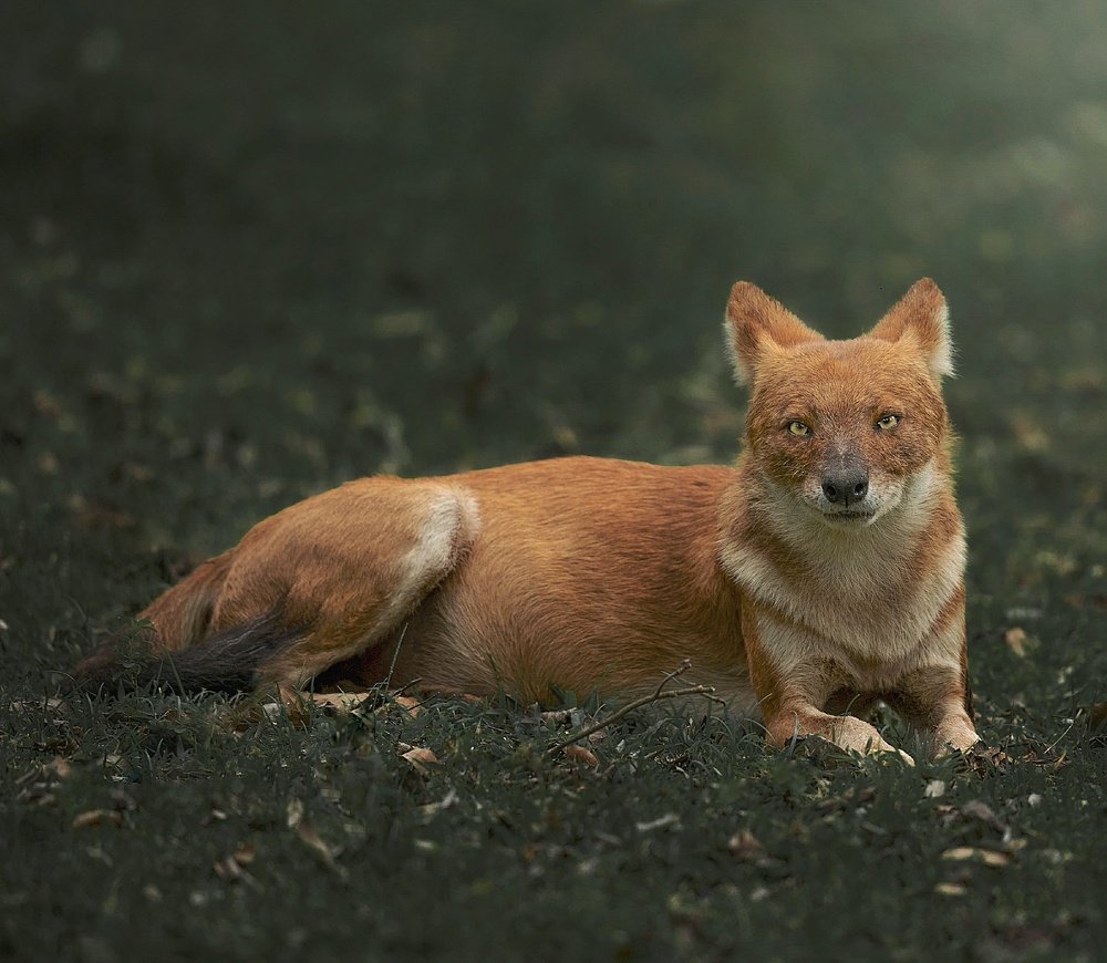 Photograph by Anirudh Vidyabhushan