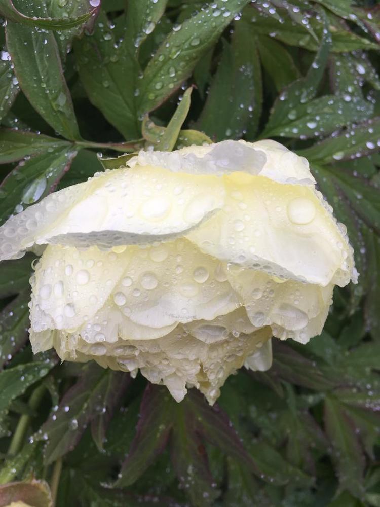 Фотография автора Guzel Kolobova