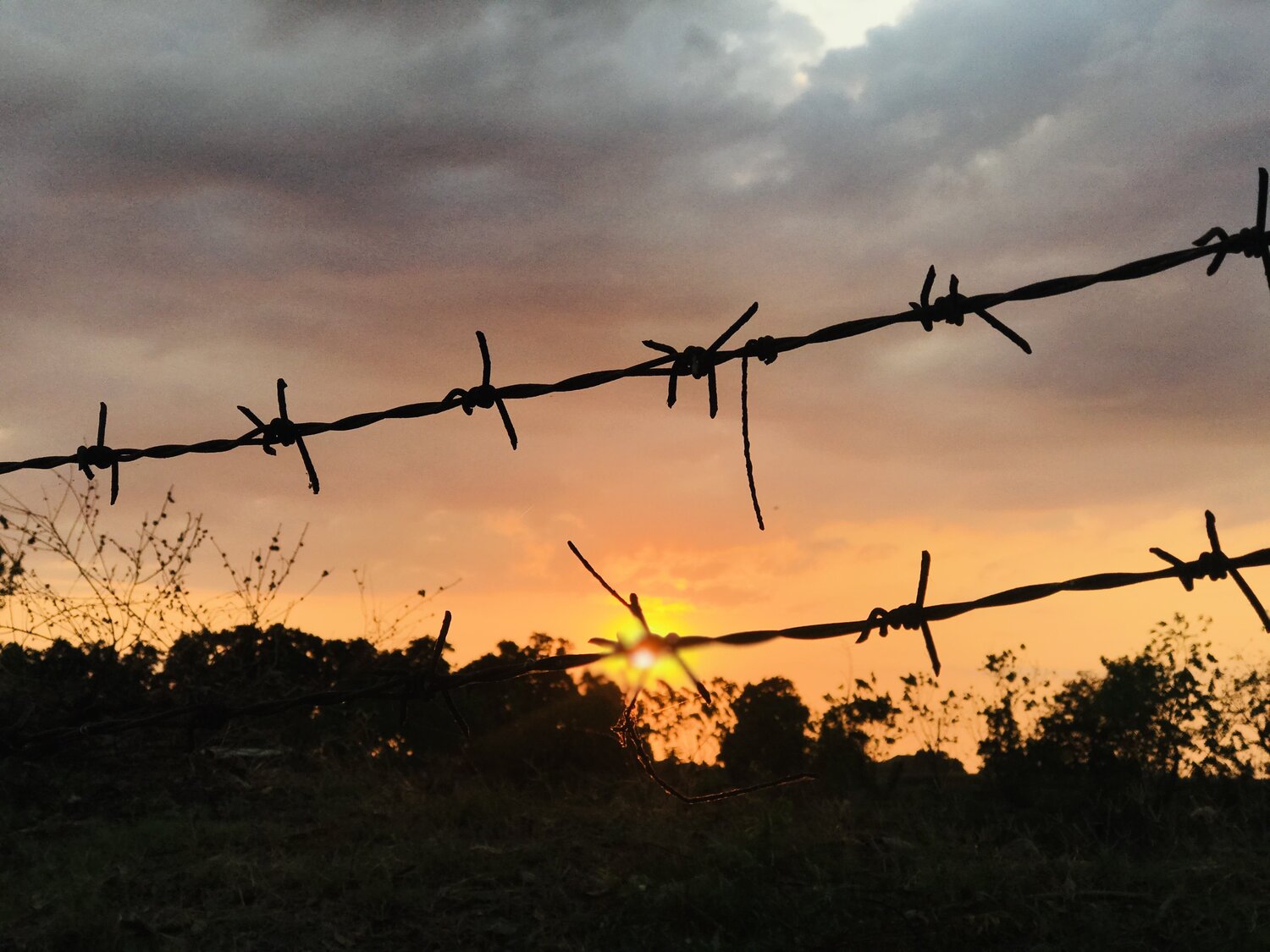 Field Sunset