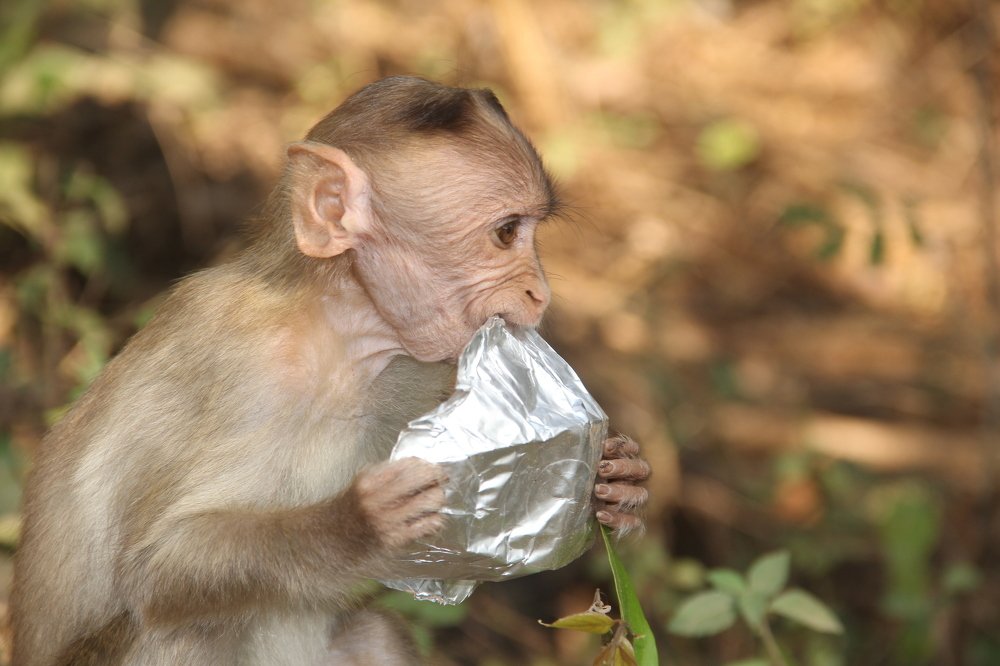 Don't bring plastic into jungles.