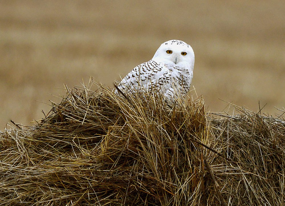 Photograph by Михаил Белоусов