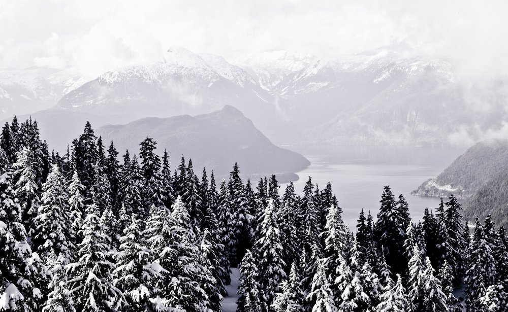Black and White Winter Landscape
