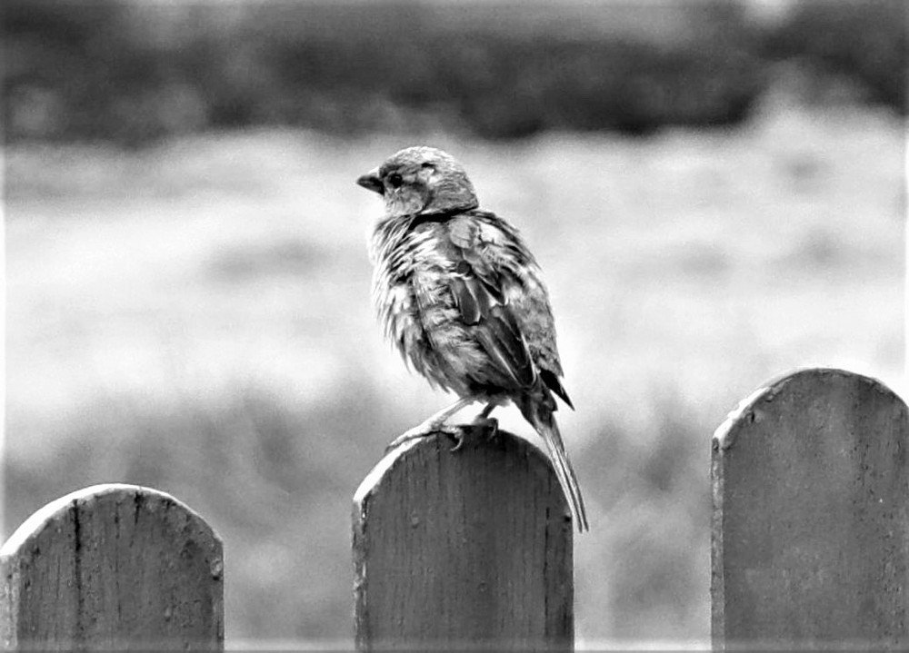 Photograph by Simone Guaselle