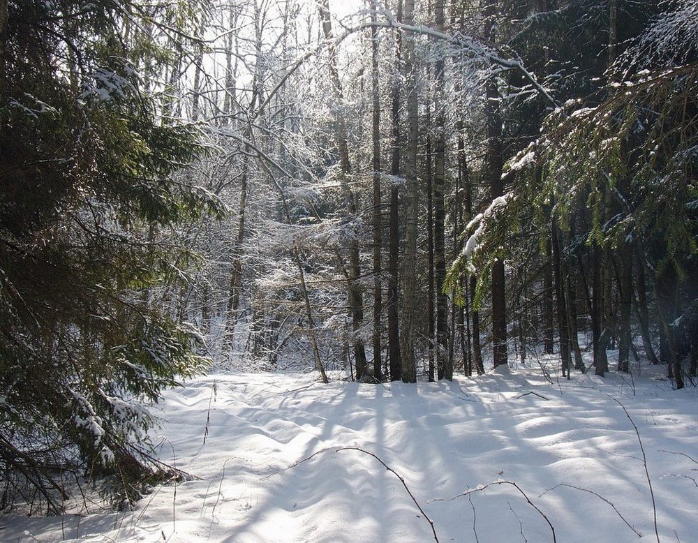 Photograph by Игорь Меньшенин