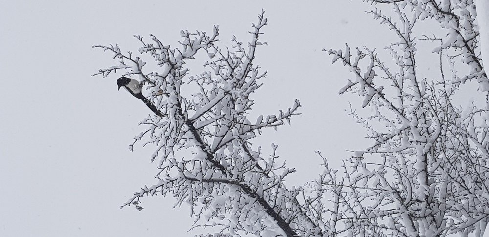 Photograph by Saadat Fareed