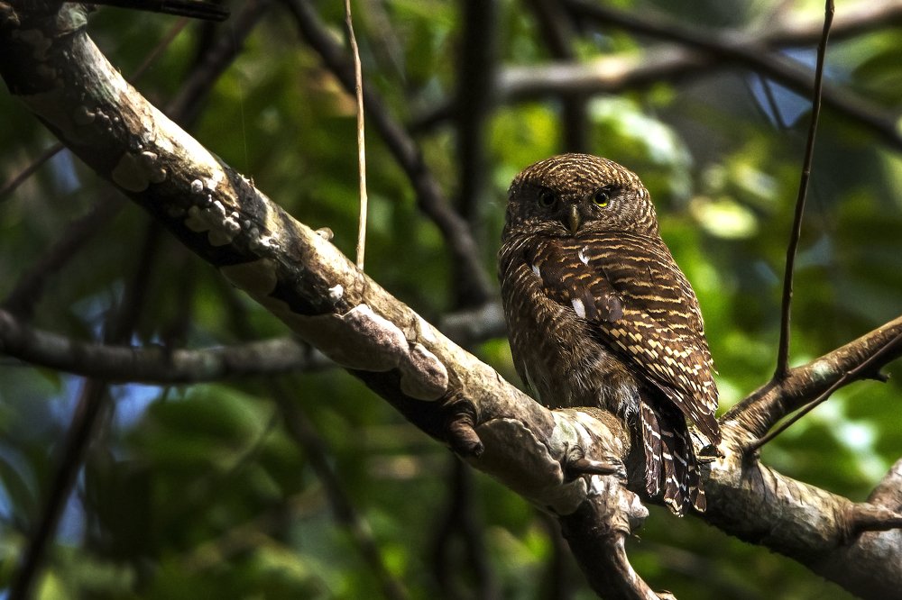 Photograph by Pinak Paul