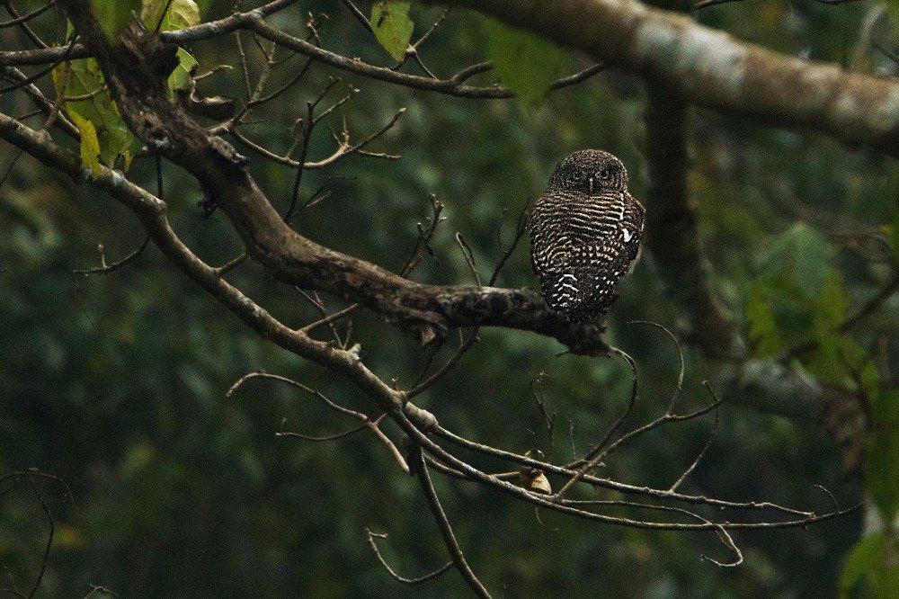 Photograph by Pinak Paul