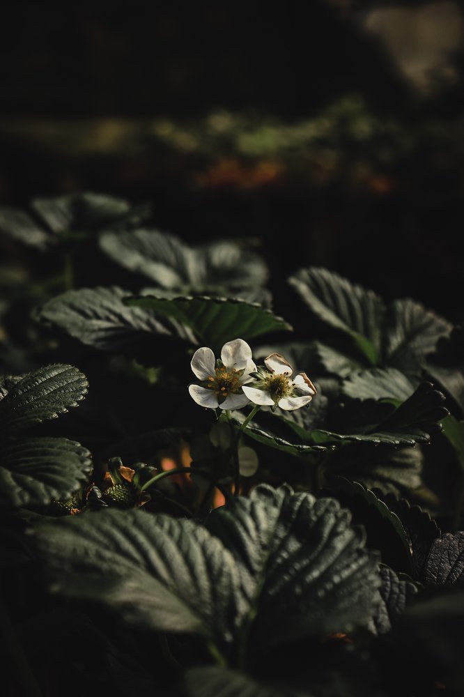 Photograph by Le Gray