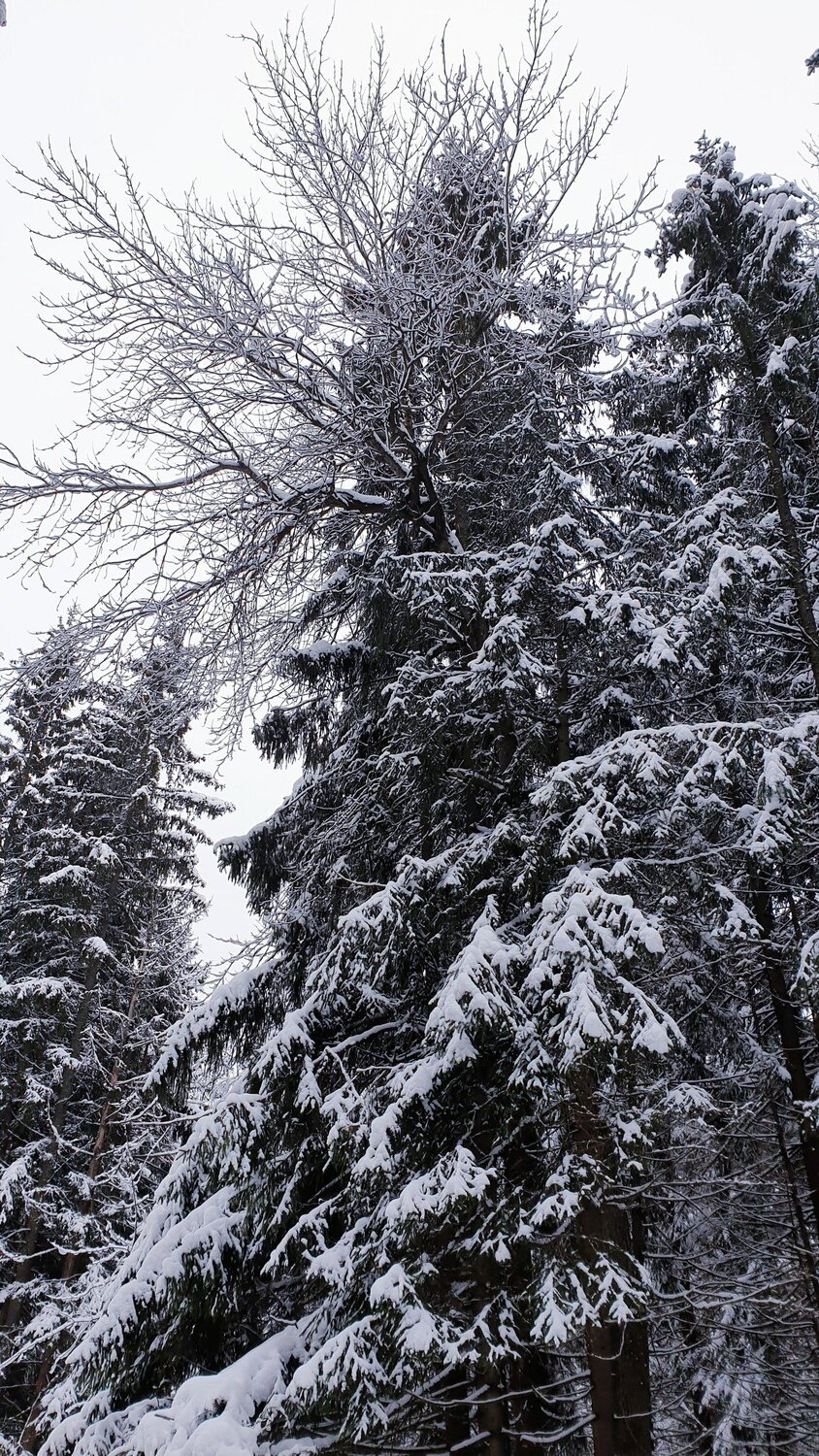 Photo #5542789