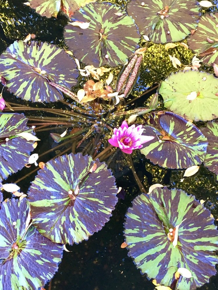 Фотография автора Anastasia Love