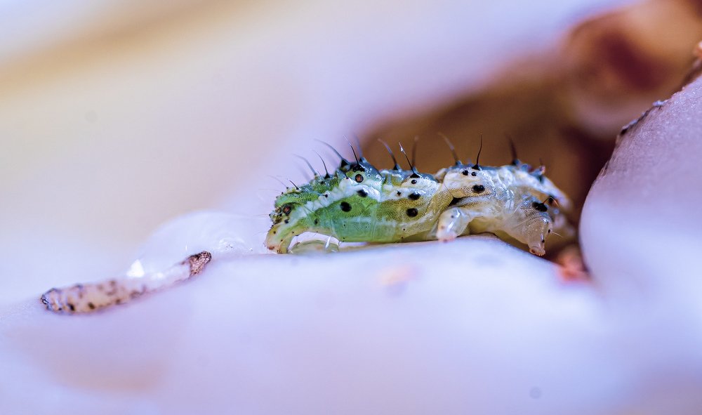 Photograph by Bijaya Lamichhane Jaisi