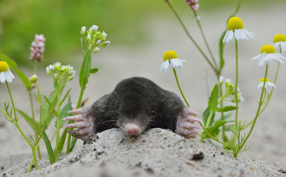 Photograph by ruurd visser